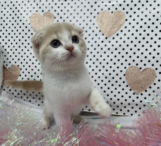 スコティッシュフォールド