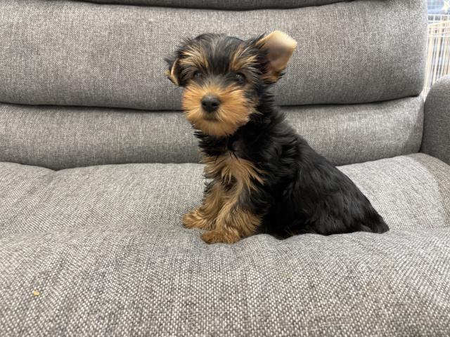 ヨークシャーテリア