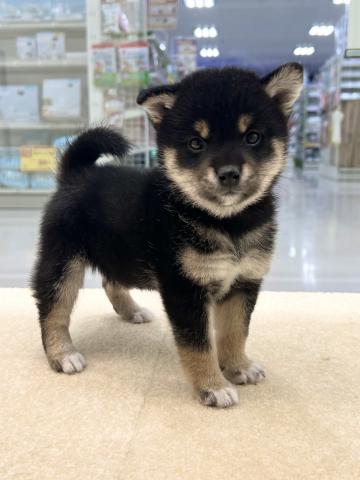 柴犬