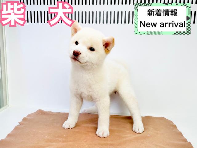 柴犬