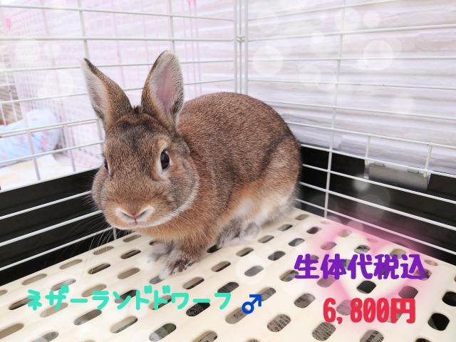 ネザーランドドワーフ