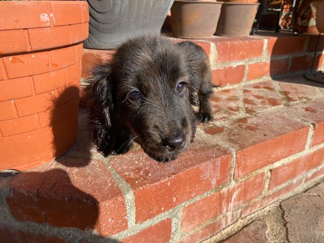 ミニチュアダックスフンド