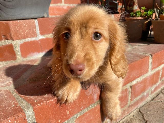 ミニチュアダックスフンド