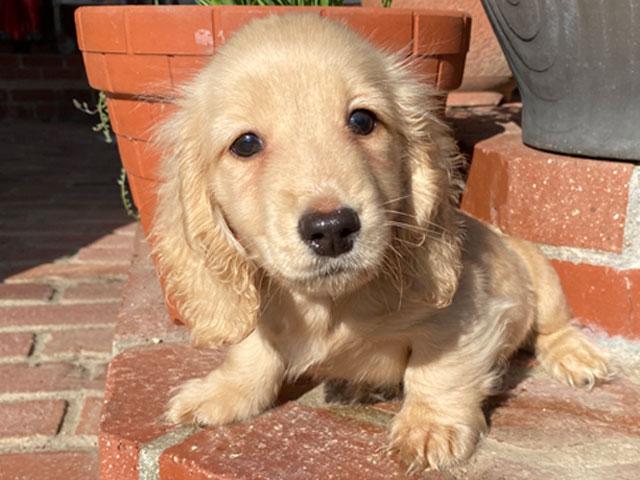 ミニチュアダックスフンド