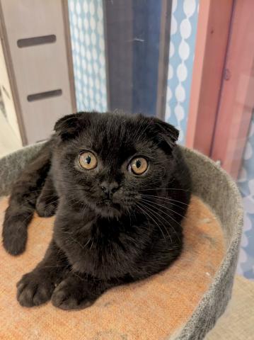 ミヌエット（旧ナポレオン）