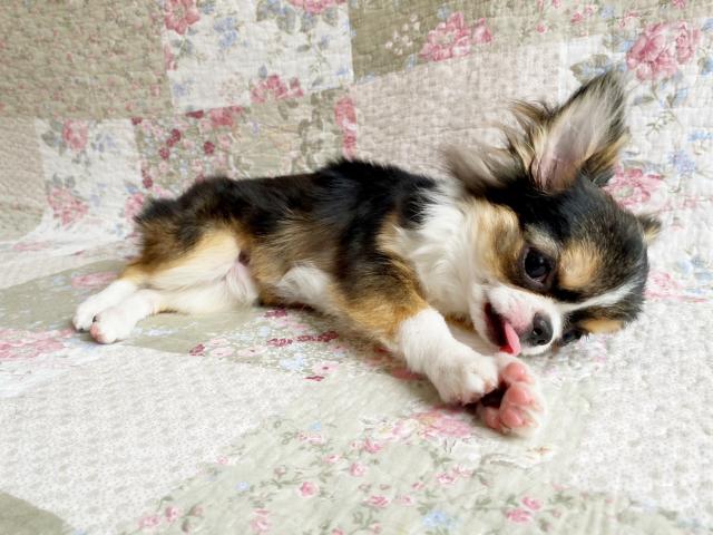 チワワ（ロングコート）