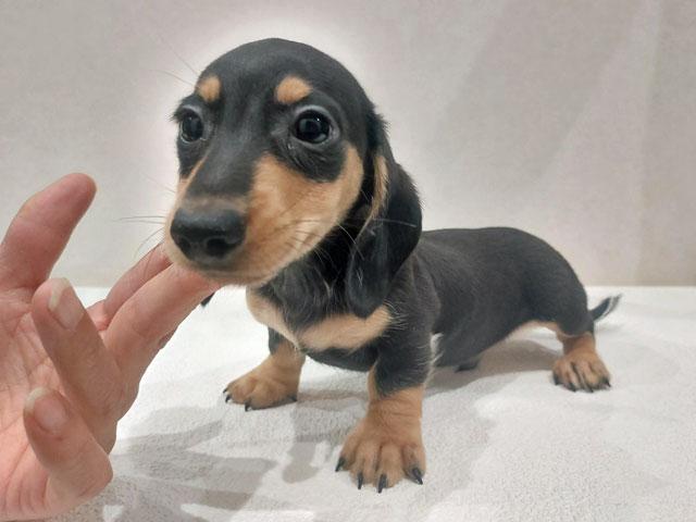 ミニチュアダックスフンド