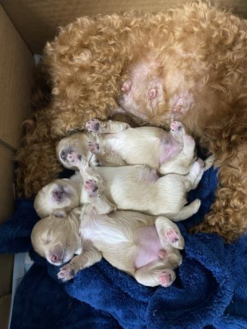 MIXマルチーズ×トイプードル