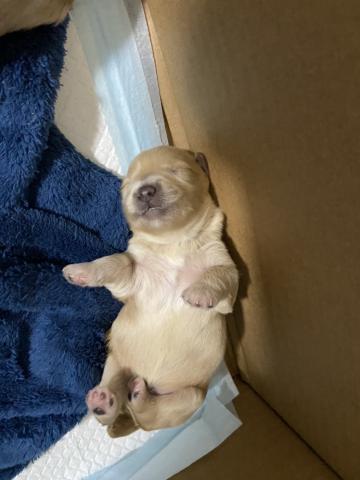 MIXマルチーズ×トイプードル