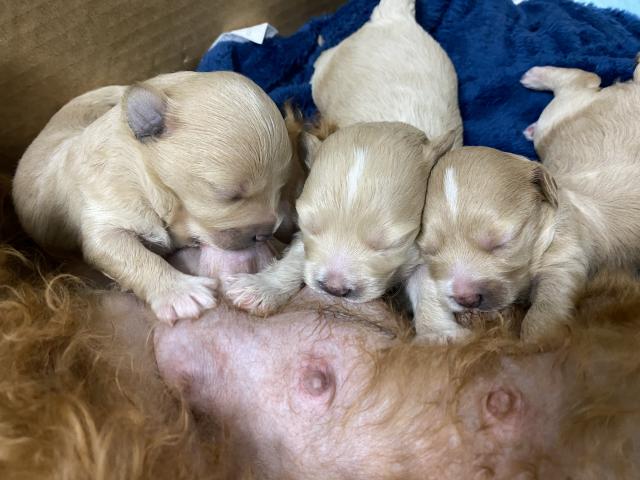 MIXマルチーズ×トイプードル