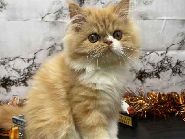 エキゾチックロングヘアー