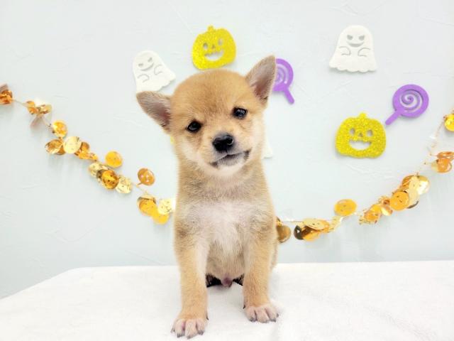 柴犬