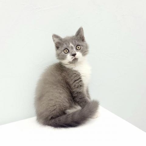 ブリティッシュショートヘア