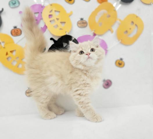 マンチカン