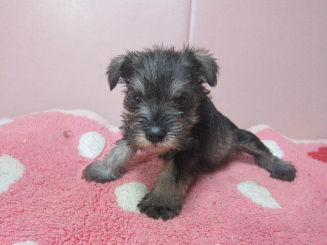 ミニチュアシュナウザー