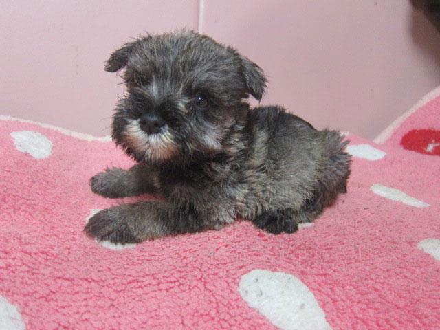 ミニチュアシュナウザー