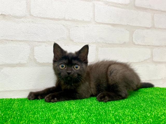 かねだい立川店 東京都 子犬や子猫たちのペット販売情報が満載 ペットステーション かねだい立川店 東京都 子犬や子猫たちのペット販売情報が満載 ペットステーション