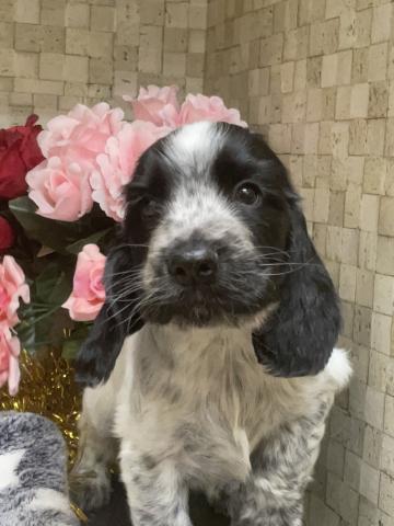 イングリッシュコッカースパニエル