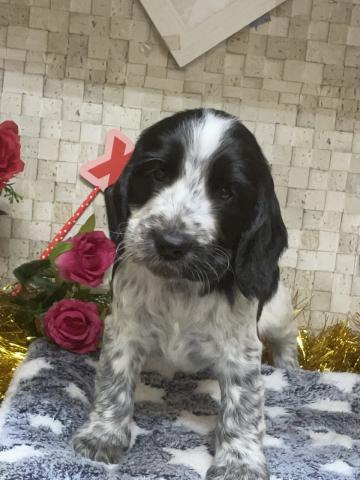 イングリッシュコッカースパニエル