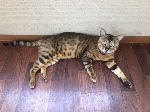 ベンガル