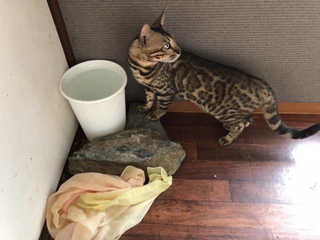 ベンガル