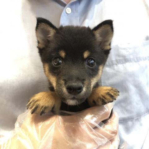 豆柴犬