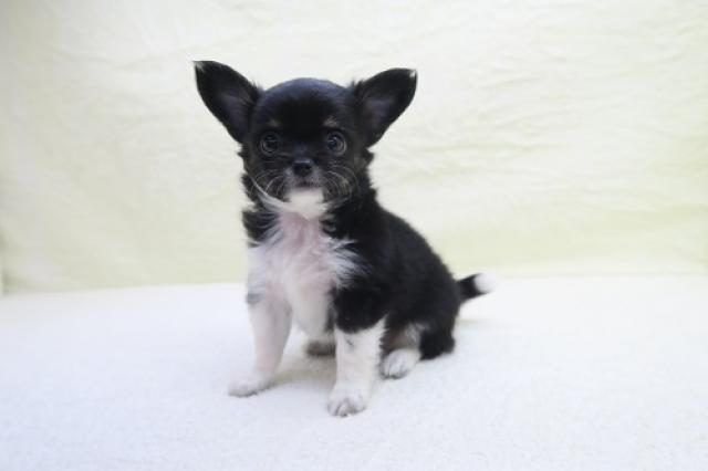 トイプードル 子犬や子猫たちのペット販売情報が満載 ペットステーション