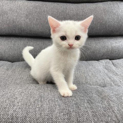 スコティッシュフォールド