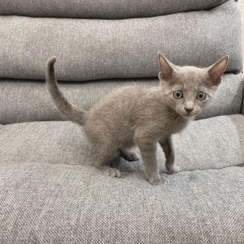 ロシアンブルー