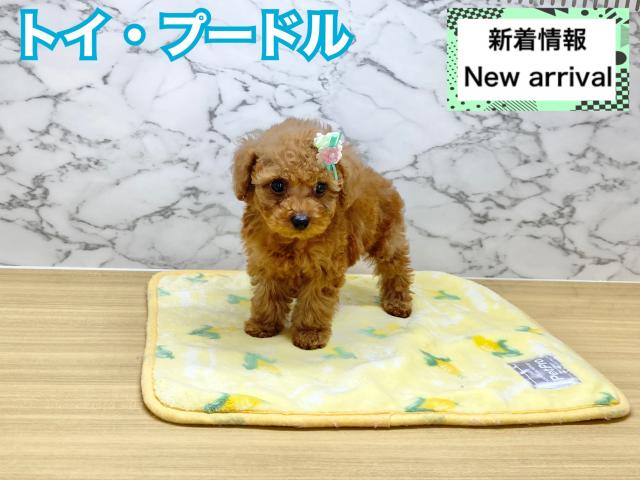 トイプードル
