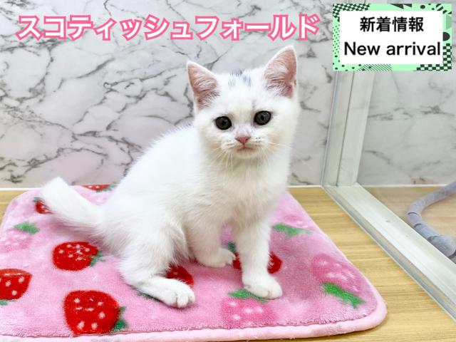 スコティッシュフォールド
