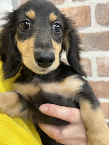 ミニチュアダックスフンド