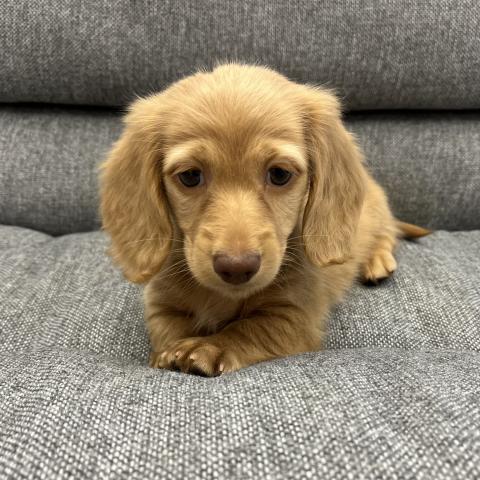 ミニチュアダックスフンド