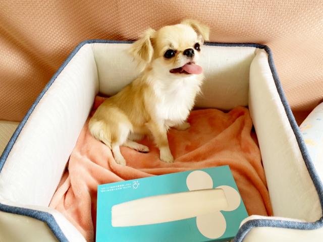 チワワ（ロングコート）