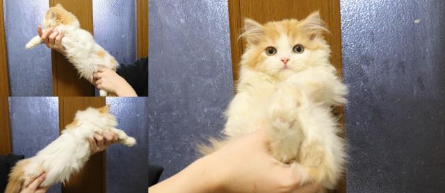 スコティッシュフォールド