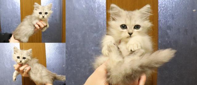 ミヌエット（旧ナポレオン）