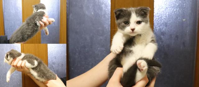 スコティッシュフォールド