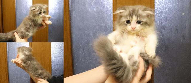 スコティッシュフォールド