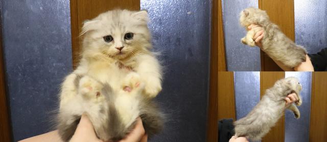 スコティッシュフォールド