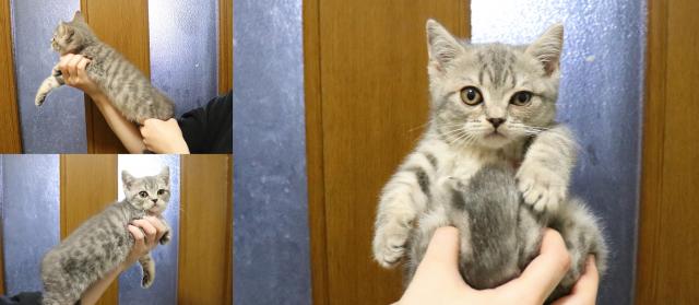 ブリティッシュショートヘア