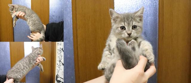 ブリティッシュショートヘア