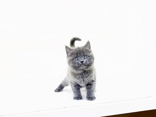 マンチカン