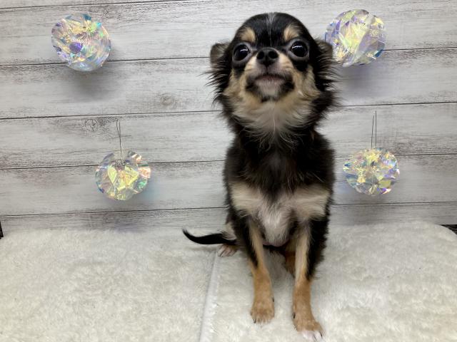 チワワ（ロングコート）