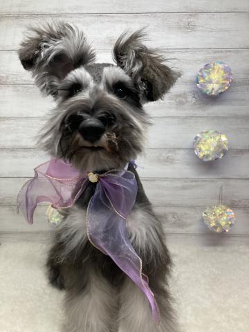 ミニチュアシュナウザー