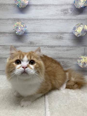 スコティッシュフォールド