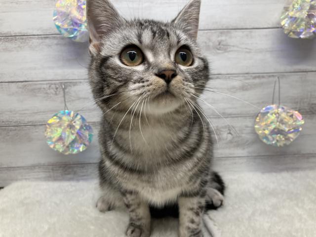 アメリカンショートヘアー