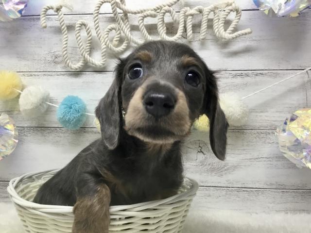 カニンヘンダックスフンド