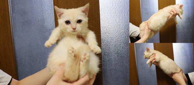 ミヌエット（旧ナポレオン）短足