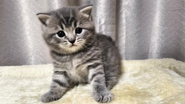 ブリティッシュショートヘア