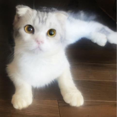スコティッシュフォールド
